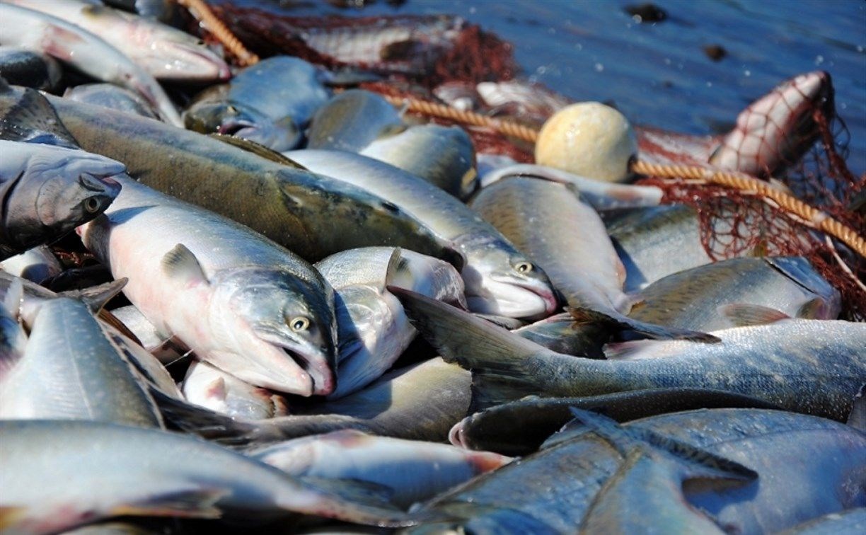 На Камчатке лосось по доступной цене легче найти через мессенджеры, чем на рынке