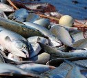 На Камчатке лосось по доступной цене легче найти через мессенджеры, чем на рынке
