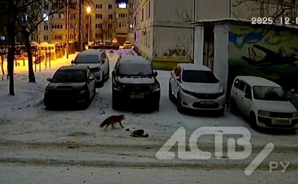 Однако, здравствуйте: лисичка прогулялась по двору в Южно-Сахалинске