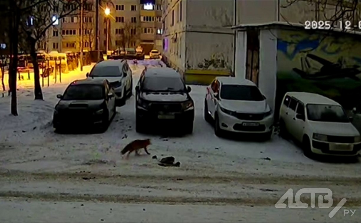 Однако, здравствуйте: лисичка прогулялась по двору в Южно-Сахалинске