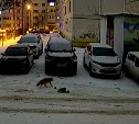 Однако, здравствуйте: лисичка прогулялась по двору в Южно-Сахалинске