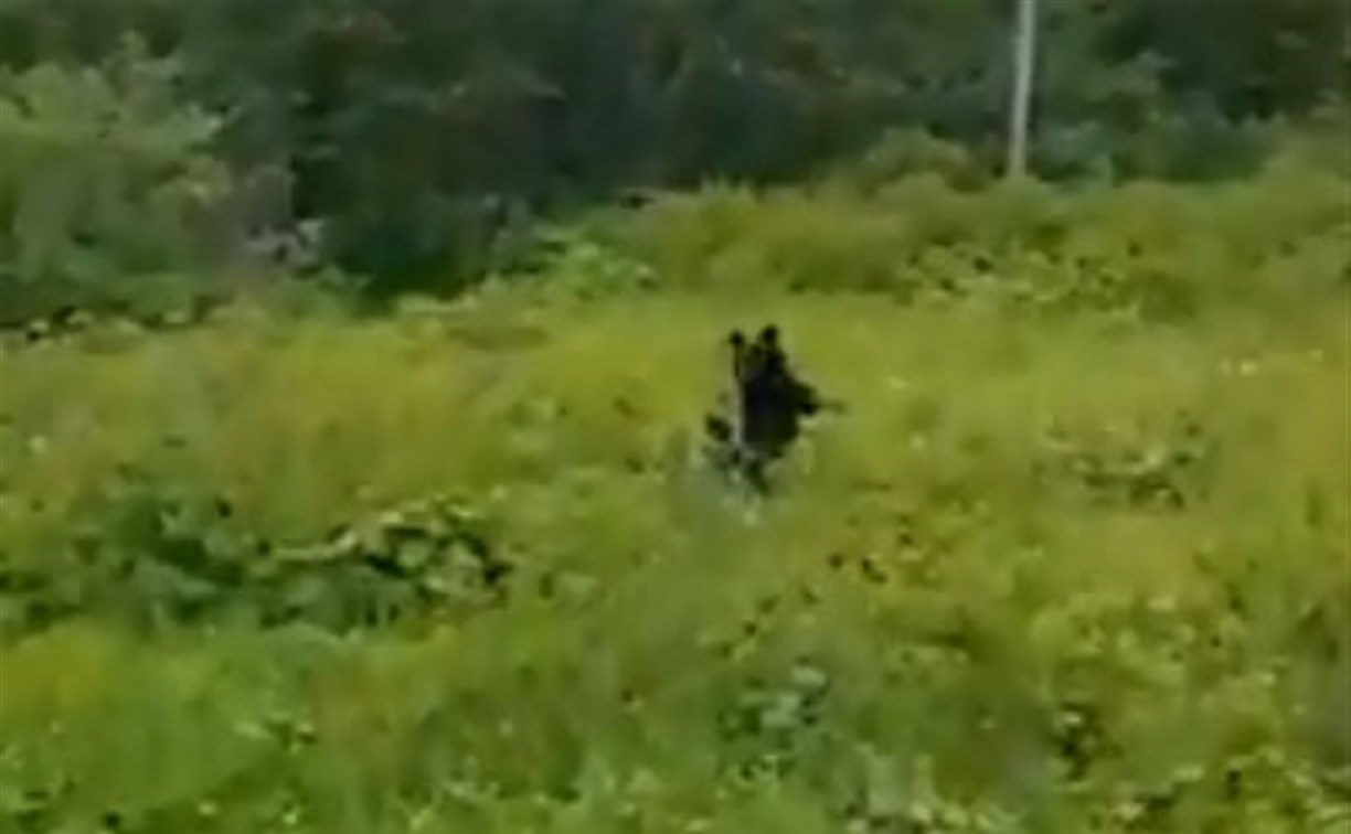 Медвежье семейство встретили отдыхающие в Корсаковском районе