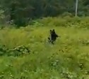 Медвежье семейство встретили отдыхающие в Корсаковском районе