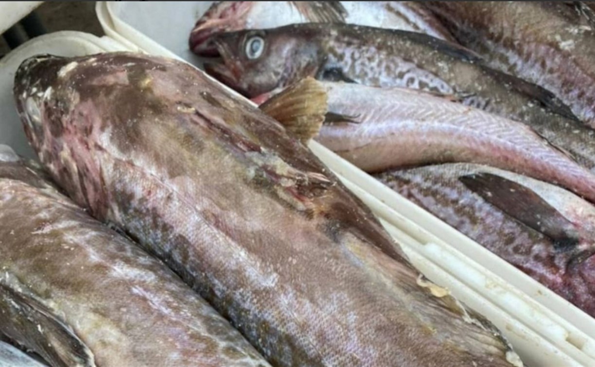 Свежевыловленную рыбу по 95 рублей за килограмм можно купить на севере Сахалина