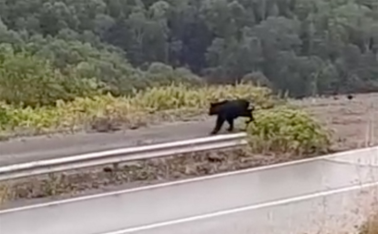 "Руки трясутся": сахалинка с риском для жизни засняла медведя на перевале