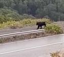 "Руки трясутся": сахалинка с риском для жизни засняла медведя на перевале