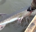 На жителя Охи возбудили уголовное дело за добычу краснокнижной калуги 