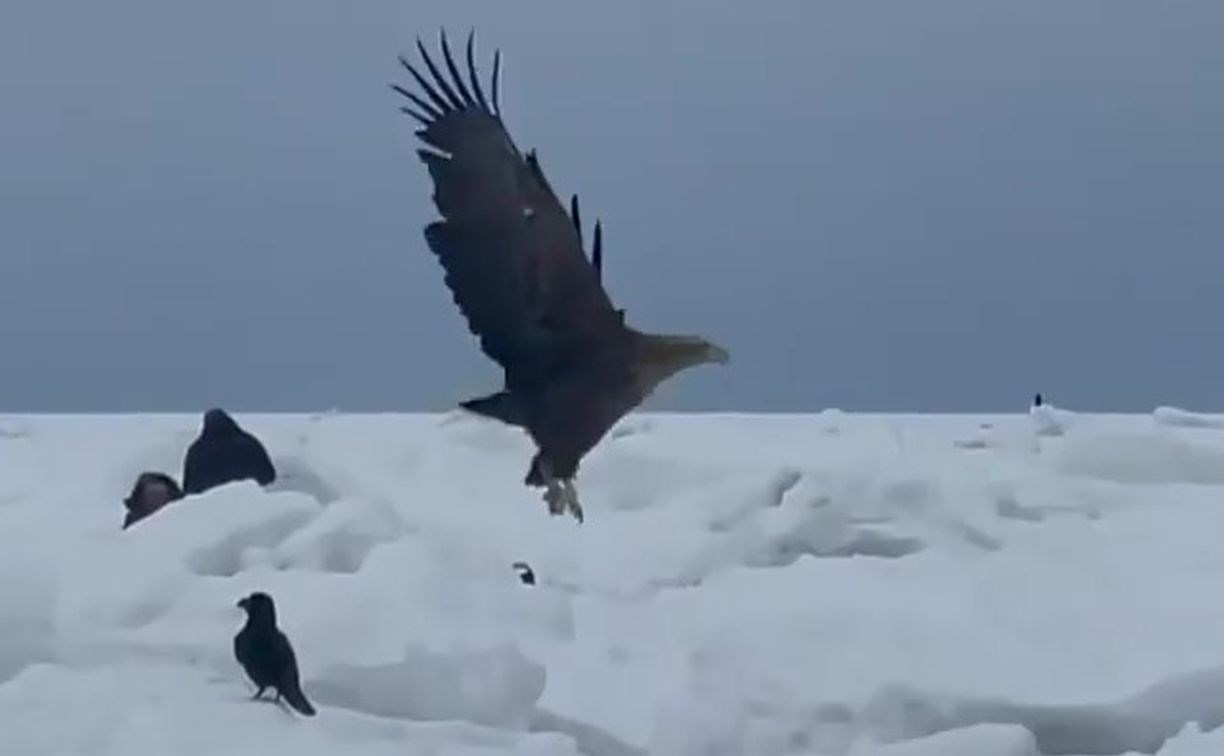 Сахалинский рыбак скормил улов воронам и орланам