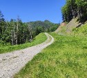Опасного медведя отстрелили на "Горном воздухе" 