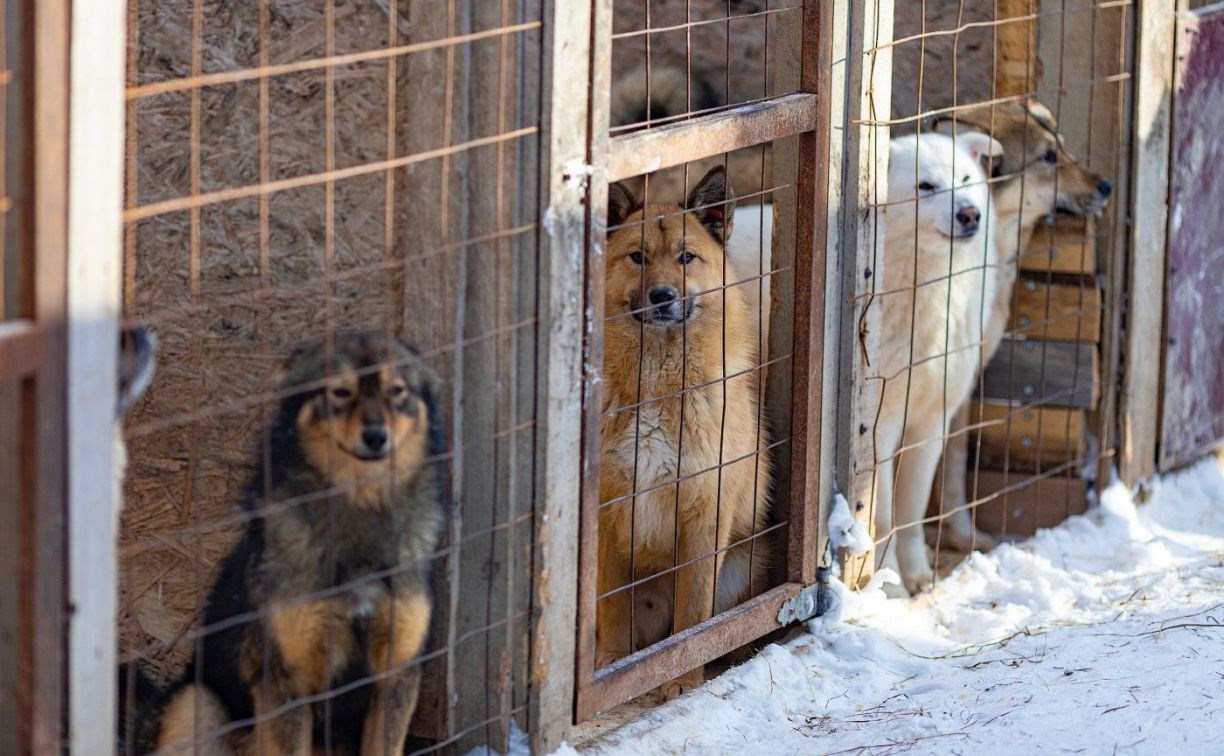 Специальная комиссия проверила, чем кормят собак в сахалинском приюте