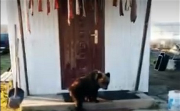 Соцсети: медвежонок по кличке Падлюка украл балык у жителя Тымовского