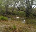 Сахалинцы спасли на болоте раненого лебедя
