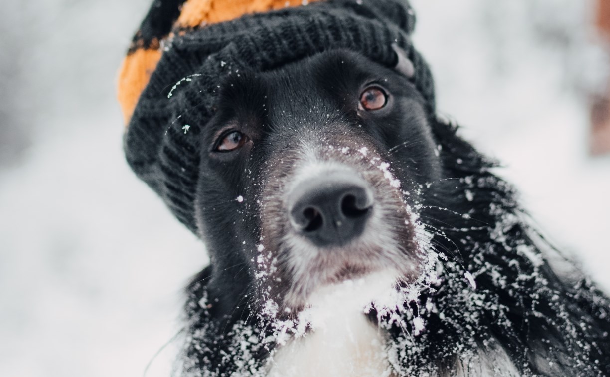 Конкурс собака человек. Конкурс собака человек. Выставка собак россия. Человек облизывает бабушку. Человек с собакой.