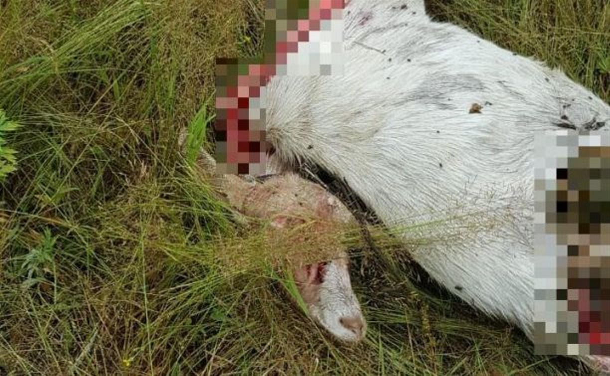 Агрессивные собаки разорвали на части козу на Сахалине
