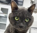 Сахалинский кот, съевший ошейник из-за стресса, приходит в себя после операции