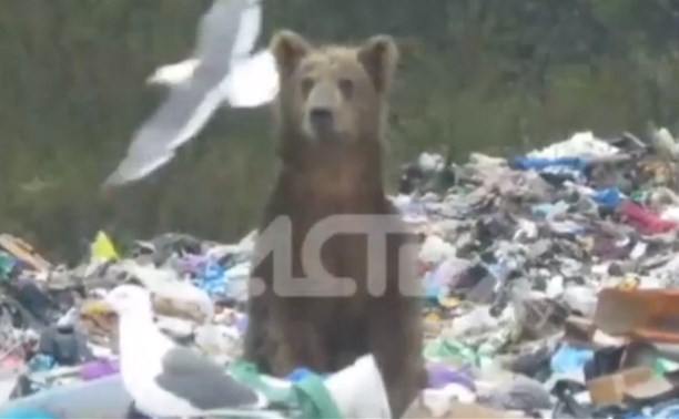 Мишку, который копошился в мусоре, снял на видео житель Северо-Курильска