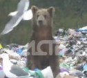 Мишку, который копошился в мусоре, снял на видео житель Северо-Курильска