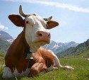 Более 4000 голов скота завезено на Сахалин в 2016 году