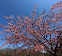 Жителей Южно-Сахалинска зовут полюбоваться на цветущую сакуру