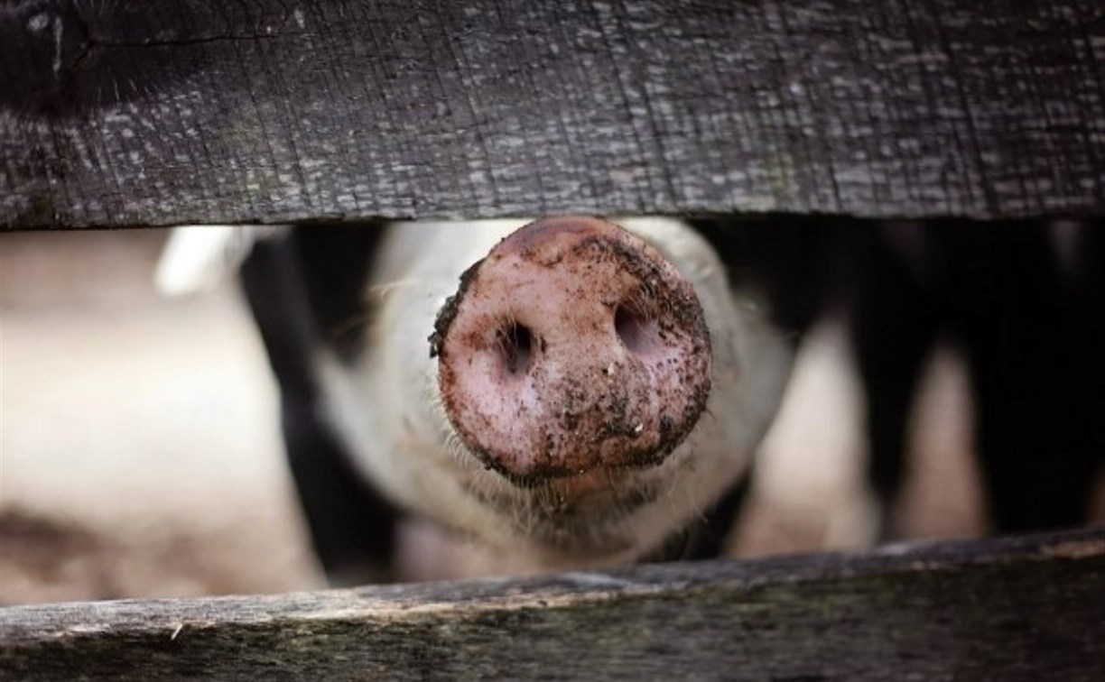 В сахалинском порту локализовали очаг африканской чумы свиней