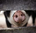 В сахалинском порту локализовали очаг африканской чумы свиней