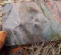 Кладоискатель откопал на берегу Сахалина эксклюзивную японскую картину и якорь