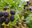 Возможны дожди, грозы, усиление ветра: погода на Сахалине и Курилах в предстоящую неделю 