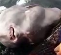 Гигантская рыба-луна с человеческим лицом попала в сети на Курилах