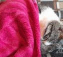 Часть потребителей в Южно-Сахалинске 8 ноября осталась без отопления
