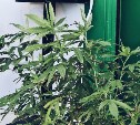 На Сахалине пенсионер хранил на шкафу каннабис