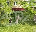 "Такая вонь стоит": жители Троицкого жалуются на газонокосильщиков 