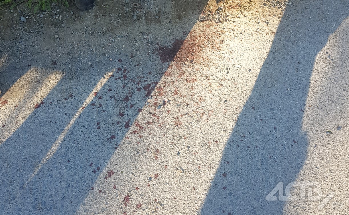 Собака в Южно-Сахалинске запуталась в поводке и проколола лапу: понадобилась помощь спасателей