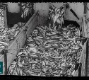 Чёрно-белый Сахалин: как работали рыбаки в 1983 году