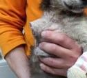 Найденному в Южно-Сахалинске покалеченному щенку ампутировали лапу