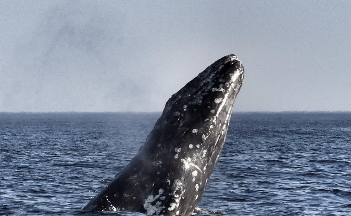 Кино о китах и работе на Сахалине сняла морской биолог
