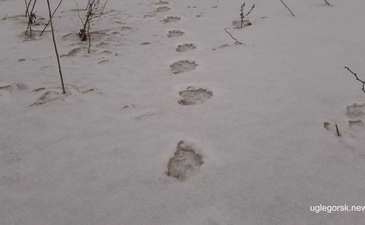 Никем не замеченные следы. Медвежьи следы на снегу. Новоильинск медведь следы. Следы зверей на снегу Амурской области. Звериные следы Псковской области.