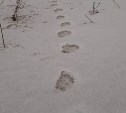 Медвежьи следы заметили в Углегорском районе