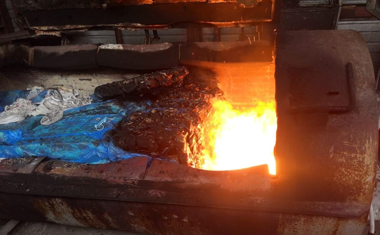На Сахалине сжигают 5 тонн свинины с вирусом африканской чумы