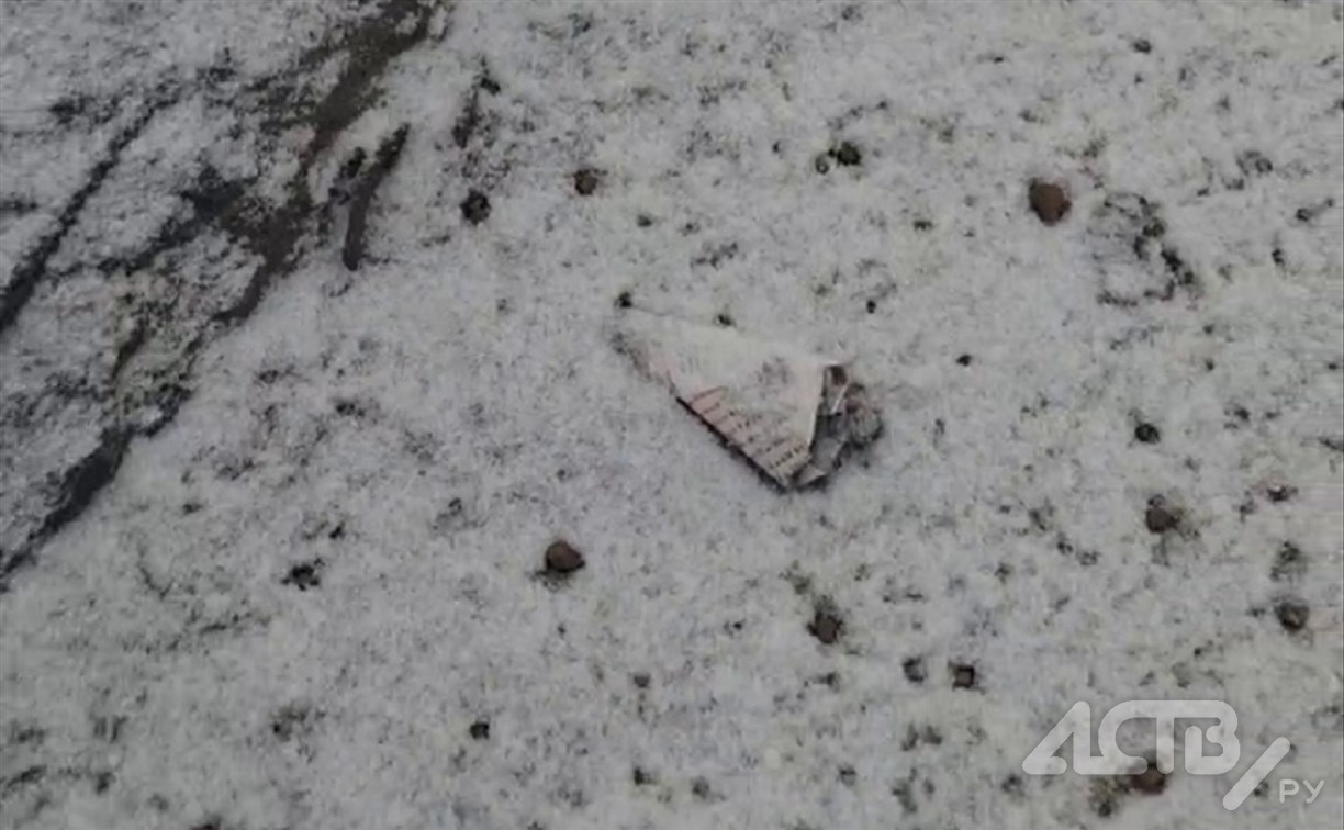 "Альфочки больше нет": в Южно-Сахалинске жители бьют тревогу из-за отравления собак