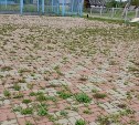 Трава "пробила" брусчатку, дороги - решето: жалобы поступили ещё из двух сёл в Тымовском районе