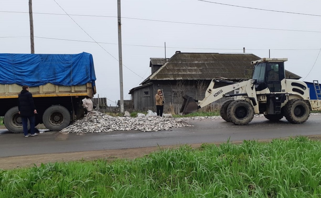Трактором сгребали селедку с дороги в Углегорске