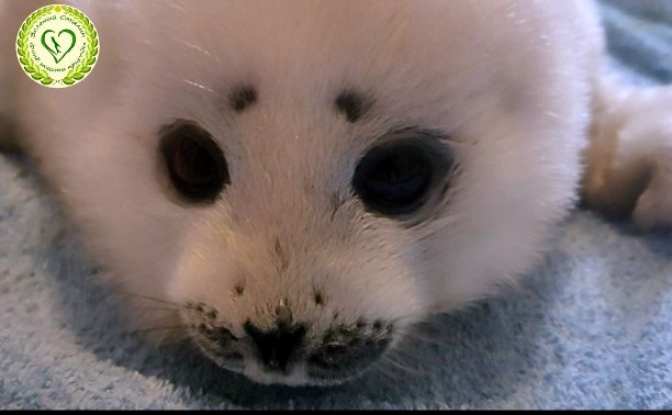 Недельного детёныша тюленя обнаружили на берегу на Сахалине 