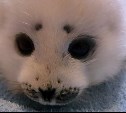 Недельного детёныша тюленя обнаружили на берегу на Сахалине 