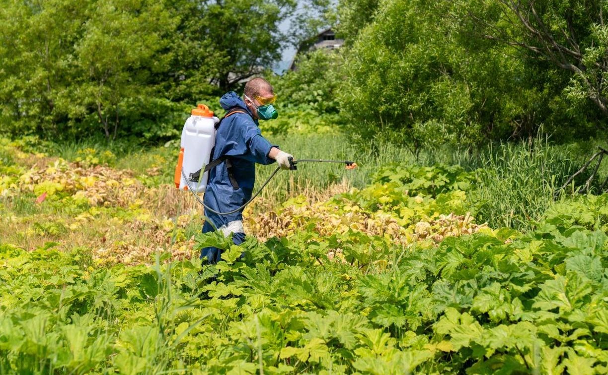 В Южно-Сахалинске от борщевика обработали уже более 200 гектаров городской  земли - Новости Сахалинской области - astv.ru