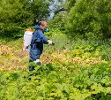 В Южно-Сахалинске от борщевика обработали уже более 200 гектаров городской земли