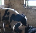 В совхозе «Комсомолец» коров доводили до истощения