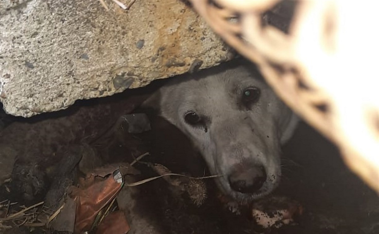 В Углегорске мальчишки палками загнали под бетонную плиту собаку