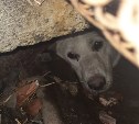 В Углегорске мальчишки палками загнали под бетонную плиту собаку