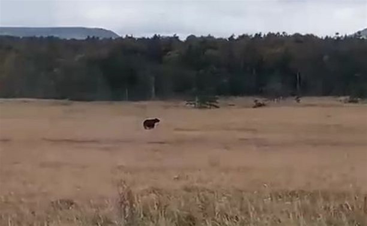 Крупный медведь пасётся около домов на Кунашире