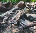 Сахалинец обнаружил сожженные туши животных недалеко от дороги